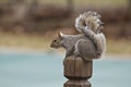Squirrel perched on a wooden post facing left