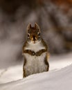 Squirrel Photo and Image. Close-up front view sitting on snow and looking at camera with a soft background in its environment and