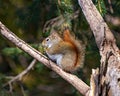 Squirrel Photo and Image. Close-up side view standing on a tree branch with a soft blur forest background in its environment and Royalty Free Stock Photo