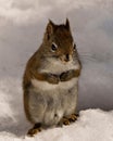 Squirrel Photo and Image. Male close-up profile view sitting in the snow with praying paws and looking at camera in its Royalty Free Stock Photo