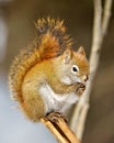 Squirrel Photo and Image. Sitting on a tree twig with praying hands with a blur background displaying bushy tail, in its Royalty Free Stock Photo