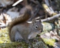 Squirrel Photo Stock. Close-up profile view sitting on a moss stump in the forest displaying bushy tail, brown fur, nose, eyes,