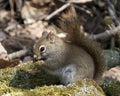 Squirrel Photo Stock. Close-up profile view sitting on a moss stump in the forest displaying bushy tail, brown fur, nose, eyes,