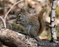 Squirrel Photo Stock. Close-up profile view sitting on a tree branch in the forest displaying bushy tail, brown fur, nose, eyes,