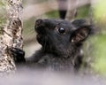 Squirrel Photo Stock. Head close-up side view, climbing a tree with a blur background in its environment and habitat and