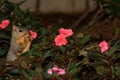Squirrel Picking Flowers