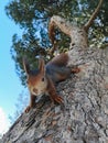 A squirrel on a pine tree in the village of Malaga. Royalty Free Stock Photo