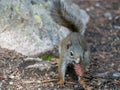 Squirrel with a pinecone Royalty Free Stock Photo