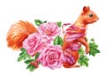 Squirrel and pink rose flowers on isolated white background, watercolor painting illustration, design poster, postcard