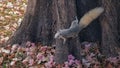 squirrel with pink Tabebuia Rosea flower Royalty Free Stock Photo