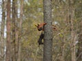 Squirrel and plastic waste.