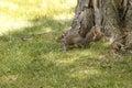 Squirrel play in city park