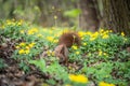 squirrel playing hide and seek on a fabulous lawn, selective focus