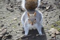 Squirrel in a park in London Central Area