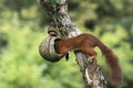 Squirrel plunders a birdfeeder Royalty Free Stock Photo