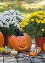 A squirrel pops out of a Halloween pumpkin still life Royalty Free Stock Photo