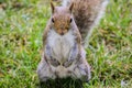 Squirrel portairt