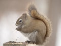 Squirrel portrait from side Royalty Free Stock Photo