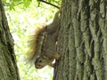 Squirrel Royalty Free Stock Photo