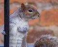 Squirrel posing with pole close up portrait furry beautiful detail