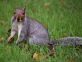 Squirrel posing Royalty Free Stock Photo