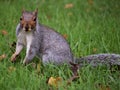 Squirrel posing