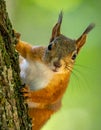 Brown north american squirrel close up portrait on the tree Royalty Free Stock Photo