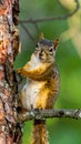 Brown north american squirrel close up portrait on the tree Royalty Free Stock Photo