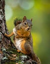 Brown north american squirrel close up portrait on the tree Royalty Free Stock Photo
