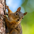 Brown north american squirrel close up portrait on the tree Royalty Free Stock Photo