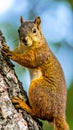 Brown north american squirrel close up portrait on the tree Royalty Free Stock Photo