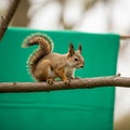 A squirrel, possibly Sciurus vulgaris, is perched on a tree branch Royalty Free Stock Photo