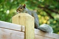 Squirrel on a post