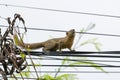 Squirrel on power line in Bali Royalty Free Stock Photo