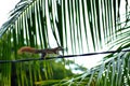 Squirrel on a wire. Rodent on the palm. Little squirrel is in town Royalty Free Stock Photo