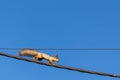 Squirrel on power lines Royalty Free Stock Photo