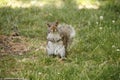 Squirrel praying and choir squirrel