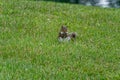 A squirrel praying