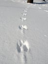 Squirrel Prints in Snow