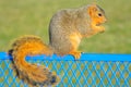 Squirrel profile Royalty Free Stock Photo