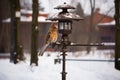squirrel-proof bird feeder on a pole Royalty Free Stock Photo