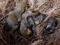 Three squirrel cubs sleep in their nest Royalty Free Stock Photo