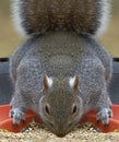 Squirrel on a bird feeder in a symmetrical pose Royalty Free Stock Photo