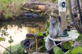 Squirrel on a bird feeder Royalty Free Stock Photo