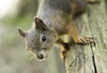 Squirrel on a rail looking at the camera