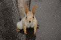 Squirrel on the rainy road