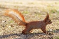 Squirrel with raised tail Royalty Free Stock Photo