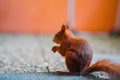 Squirrel with Red Fur Eats a Peanut Royalty Free Stock Photo