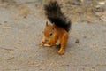 A squirrel with red fur and a fluffy tail eats nuts. Portrait of a squirrel holding a nut in its mouth. A beautiful and Royalty Free Stock Photo