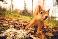 Squirrel red fur funny pets autumn forest on background Royalty Free Stock Photo